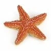 Buy ???? Papo Starfish ???? 2 Buy ???? Papo Starfish ???? -Ostheimer shop 56050 800x800 crop center